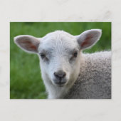 Lamb Briefkaart (Voorkant)