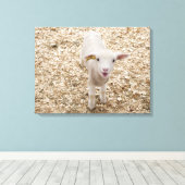 Lamb Canvas Afdruk (Insitu (Houten vloer))