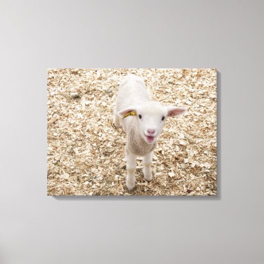 Lamb Canvas Afdruk (Voorkant)