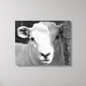 LAMB CANVAS AFDRUK (Voorkant)