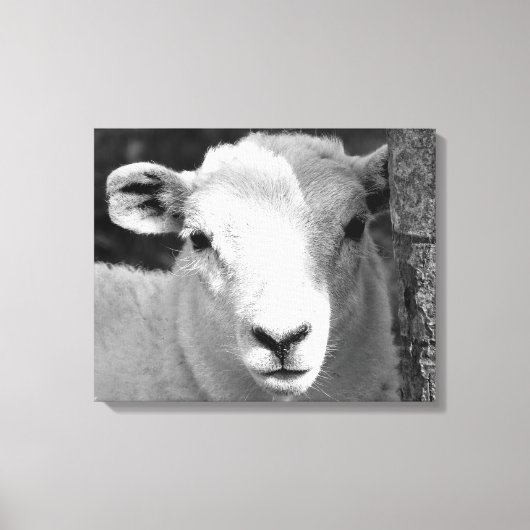 LAMB CANVAS AFDRUK (Voorkant)