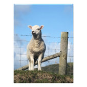 LAMB CUTE FOTO AFDRUK (Voorkant)