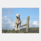 LAMB CUTE INPAKPAPIER VEL (Voorkant)