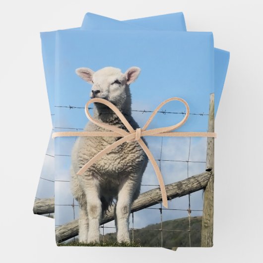 LAMB CUTE INPAKPAPIER VEL (In situ)