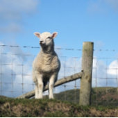 LAMB CUTE PERFECT POSTER