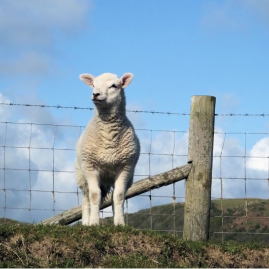 LAMB CUTE PERFECT POSTER