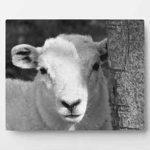LAMB FOTOPLAAT