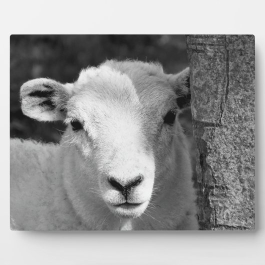 LAMB FOTOPLAAT (Voorkant)