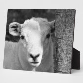 LAMB FOTOPLAAT (Zijkant)