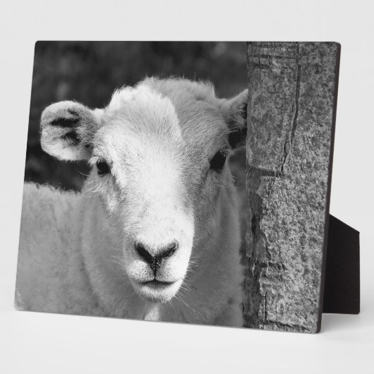 LAMB FOTOPLAAT (Zijkant)