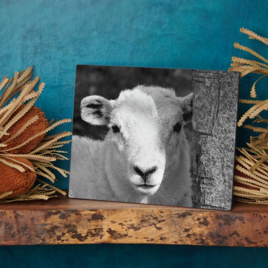 LAMB FOTOPLAAT (Zijkant)