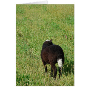 Lamb in de Hay Meadow