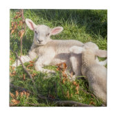 Lamb in het voorjaar tegeltje (Voorkant)