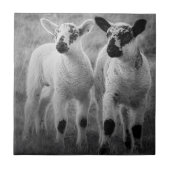 Lamb in het voorjaar tegeltje (Voorkant)