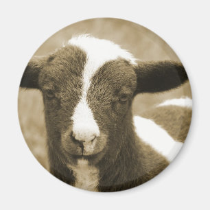 Lamb in Sepia Magneet