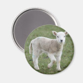 LAMB MAGNEET (Voorkant / Achterkant)