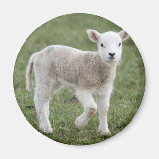LAMB MAGNEET