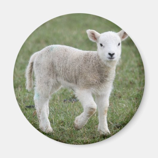 LAMB MAGNEET (Voorkant)