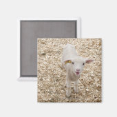 Lamb Magneet (Voorkant / Achterkant)