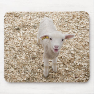 Lamb Muismat