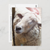 Lamb of God Christelijke Art Post Card Briefkaart (Voorkant / Achterkant)