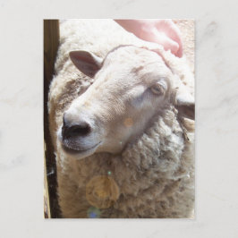 Lamb of God Christelijke Art Post Card Briefkaart