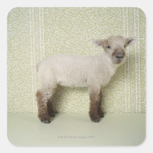 Lamb Permanent binnenshuis en bloembehangsel Vierkante Sticker