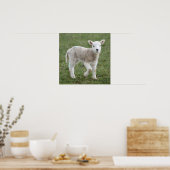 Lamb Poster (Keuken)