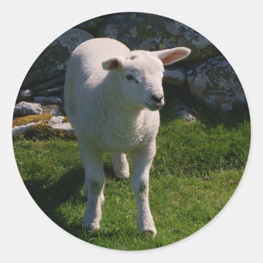 Lamb Ronde Sticker (Voorkant)