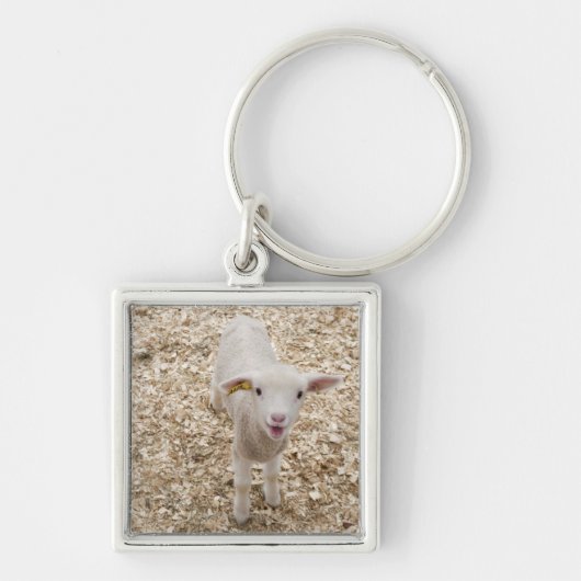 Lamb Sleutelhanger (Voorkant)