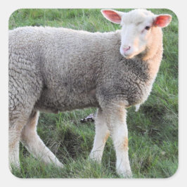 Lamb Square Sticker