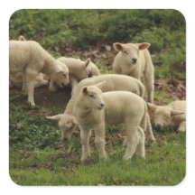 Lamb Square Sticker