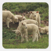 Lamb Square Sticker (Voorkant)