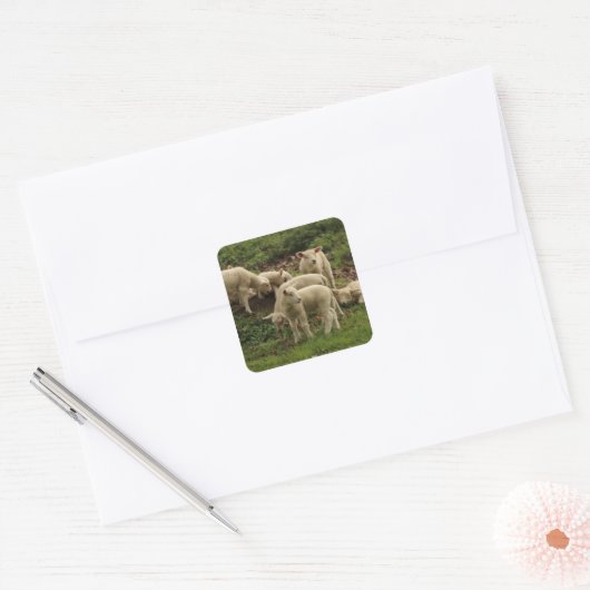 Lamb Square Sticker (Envelop)