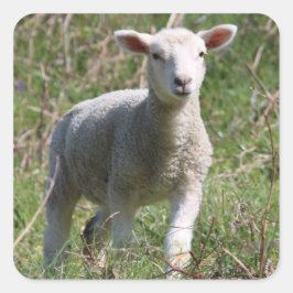 Lamb Square Sticker
