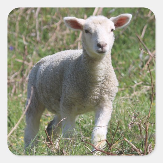 Lamb Square Sticker (Voorkant)