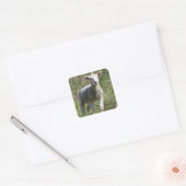 Lamb Square Sticker (Envelop)