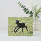 Lamb uit het briefkaart van Gotland-schapen (Staand voorkant)
