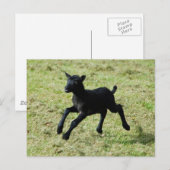Lamb uit het briefkaart van Gotland-schapen (Voorkant / Achterkant)