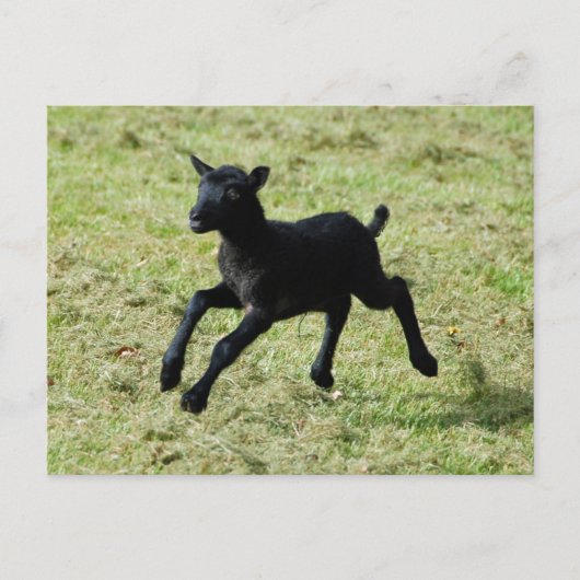 Lamb uit het briefkaart van Gotland-schapen (Voorkant)