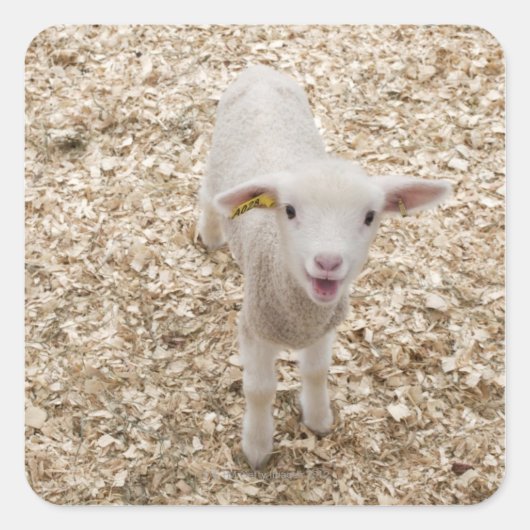 Lamb Vierkante Sticker (Voorkant)