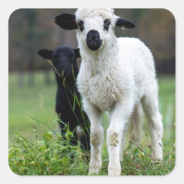 Lamb Vierkante Sticker