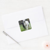 Lamb Vierkante Sticker (Envelop)
