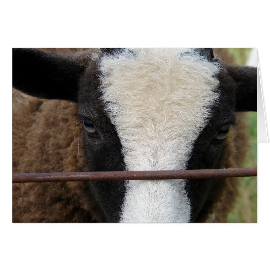 Lambchops (Voorkant Horizontaal)