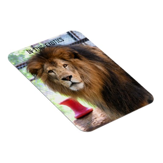 Lamber - magneet (Rechterzijde)