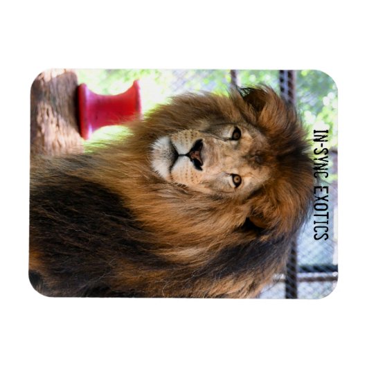 Lamber - magneet (Horizontaal)