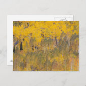 Lambert Hollow, espenbomen Briefkaart (Voorkant / Achterkant)