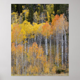 Lambert Hollow, espenbomen Poster