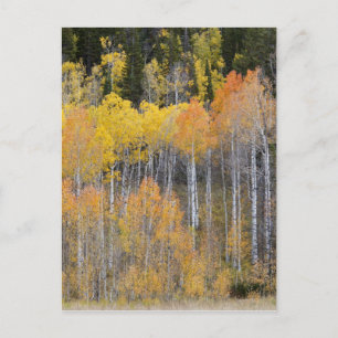 Lambert Hollow, espessen Briefkaart