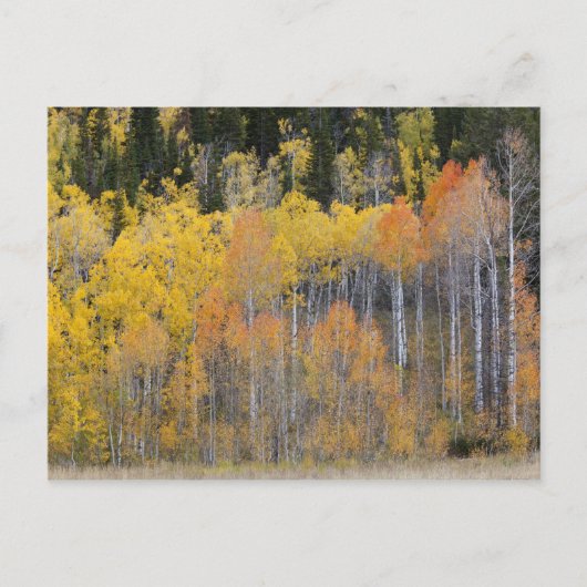 Lambert Hollow, espessen Briefkaart (Voorkant)